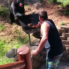 دب يقتحم حفل شواء عائلي