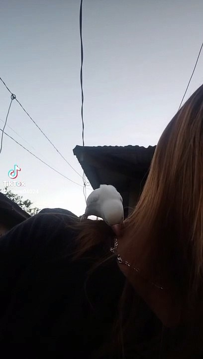 bird