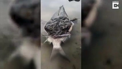 Monster Fish Chokes While Trying To Eat Whole Fish