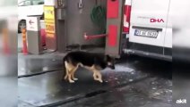 Kendisine bedava masaj yaptıran akıllı köpek kamerada