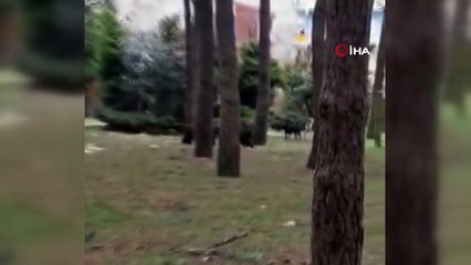 Sarıyer’de domuzlar mesire alanına indi