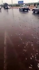 Iranian Fish Fall Golpayegan Iran April 2018