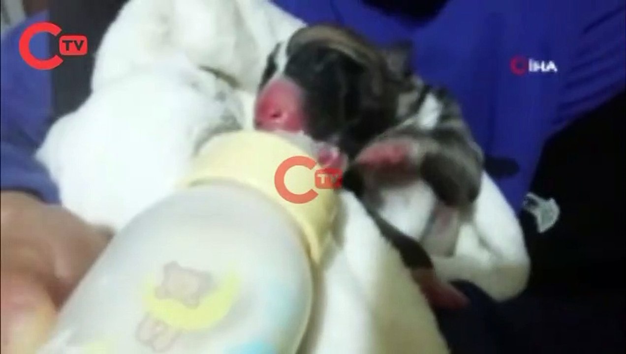 Çöpte bulunan yavru köpeği sahiplenip biberon ve şırıngayla beslediler