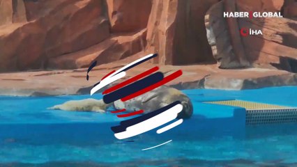 Çin'de bir parkın ilk benekli fok yavrusu doğdu