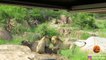 3 Lions Kill Buffalo With Broken Leg | Lion amazing Hunt | Lion Attack |Live Footage