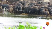 Buffaloes Kill  a Lion | Buffaloes Trample Lion | Buffaloes Crush a Lion Brutely | Soth Africa