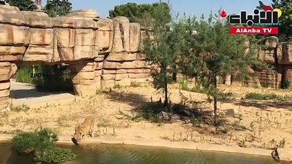 إصابة أربعة أسود من حديقة برشلونة للحيوانات بفيروس كورونا