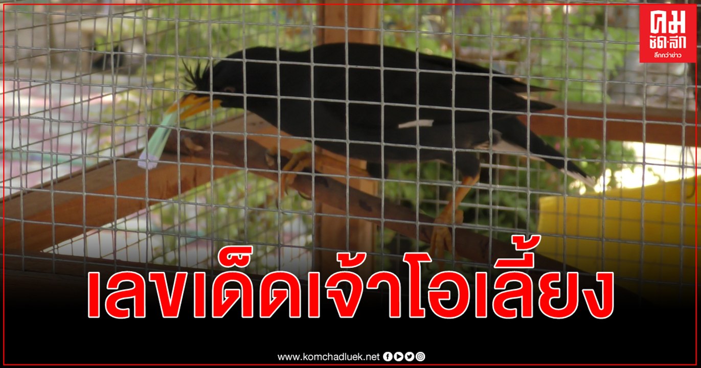 (คลิป) เลขเด็ด เจ้าโอเลี้ยง นกเอี้ยงดำชอบใบ้หวย 3 ตัว เอาไปเสี่ยงดวงลุ้นโชค