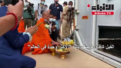 المغنية شير تستقبل الفيل كافان في كمبوديا بعد إنقاذه من باكستان