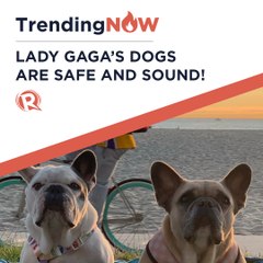 #TrendingNOW: Lady Gaga’s dogs are safe and sound!