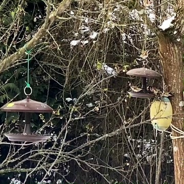 Quand les chardonnerets élégants défendent leur gamelle...