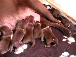 La portée à 2 jours Movie