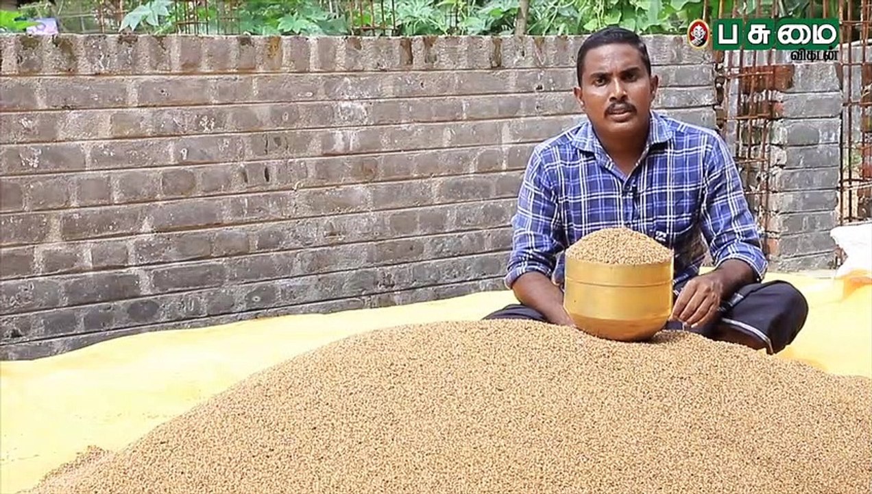 புயலிலும் சாயாத ரத்தசாலி நெல் - பலம்காட்டும் பாரம்பர்ய ரகம்!