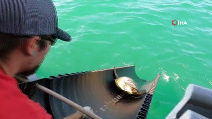 - Texas'ta donmaktan kurtarılan deniz kaplumbağaları yeniden suyla buluşmaya başladı