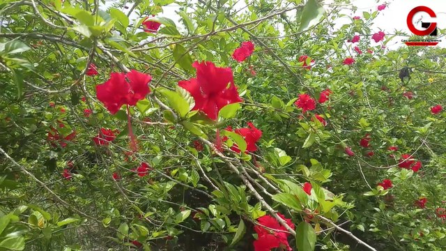Grow hibiscus in water | How to grow hibiscus from cuttings in water