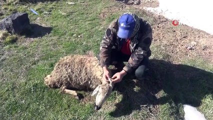 Su dolu menfezden geçen 7 koyun boğularak telef oldu