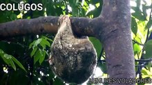 Animales Extraños Colugo o Lemur volador
