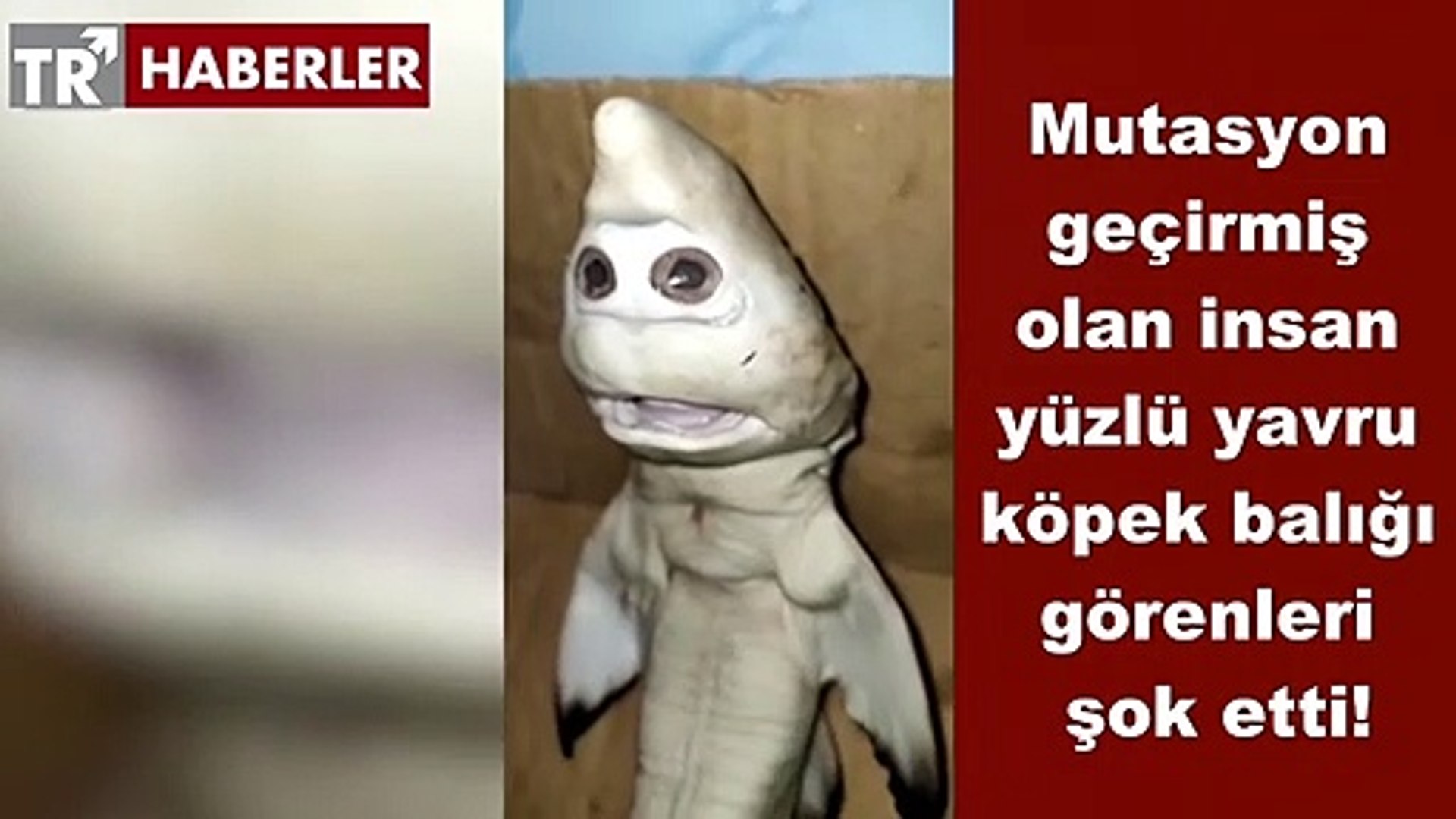 Mutasyon Gecirmis Olan Insan Yuzlu Yavru Kopek Baligi Gorenleri Sok Etti Dailymotion Video