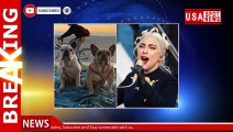 Lady Gaga's French bulldogs recovered safely: LAPD