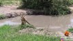 Impala Escapes Crocodile Only To Get Caught by Leopard | Krugar National Park | South Africa