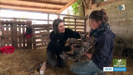 Agriculture : dans la Manche, Stéphanie Maubé élève des agneaux dans les prés salés