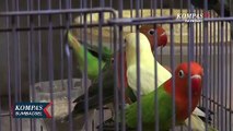 Rentetan Suara Dan Warna Bulu Love Bird Jadi Gantungan Hidup