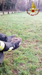 Misinto (MB) - Liberata civetta rimasta incastrata in canna fumaria (27.02.21)