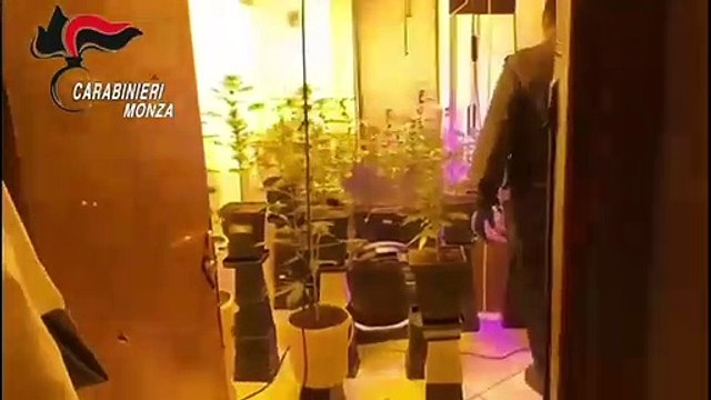 Vimercate (MB) - Serra di marijuana in casa arrestato 44enne (27.02.21)