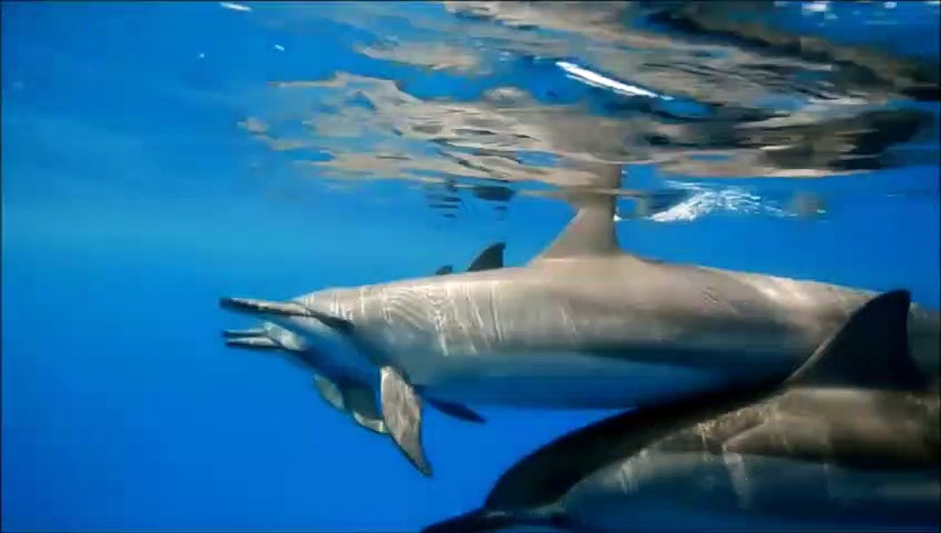 ⁣Mark O'Leary - Swimming with Dolphins