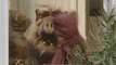 Alf l'extraterrestre - Alf danse pour La voisine