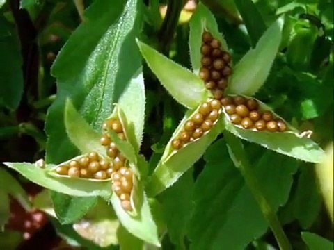 Necip Fazıl Kısakürek 'Utansın'