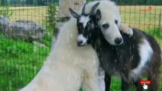 Ak admi ka anokha sawal aur Hazrat Ali ki hazir jawabi | Hazarat Ali ka waqia