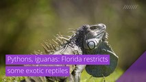 Pythons, iguanas: Florida restricts some exotic reptiles, and other top stories in strange news from February 28, 2021.