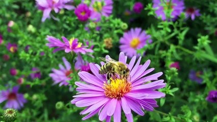 Relaxing sleep music Deep sleeping music Relaxing music Stress relief Meditation music