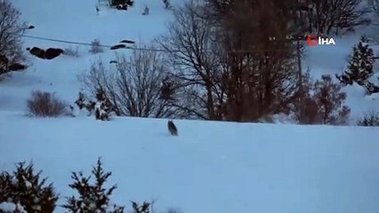 Kurtlar, kendilerini görüntüleyen muhabirleri böyle izledi