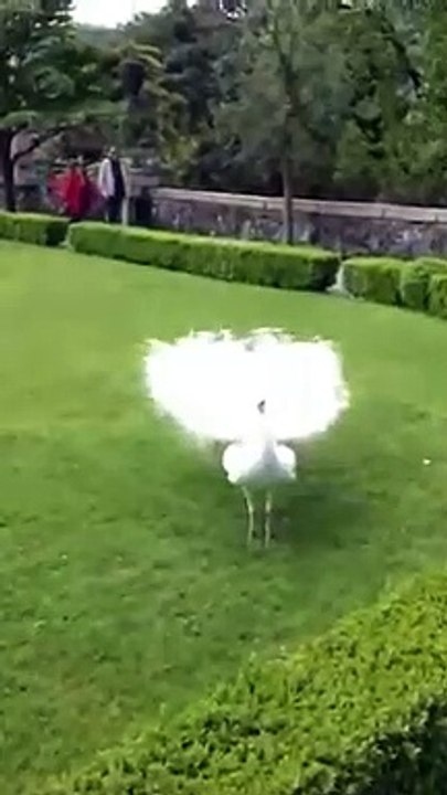 bird