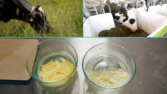 E=M6 : quelles sont les conséquences de l'alimentation des vaches sur les produits laitiers ?