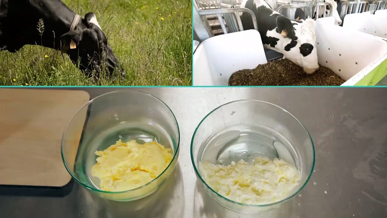 "E=M6" : quelles sont les conséquences de l'alimentation des vaches sur les produits laitiers ?