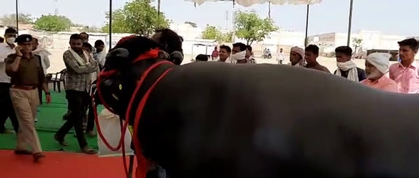 पशुपालकों को दिलाएंगे राज्य स्तरीय सम्मान: डॉ....