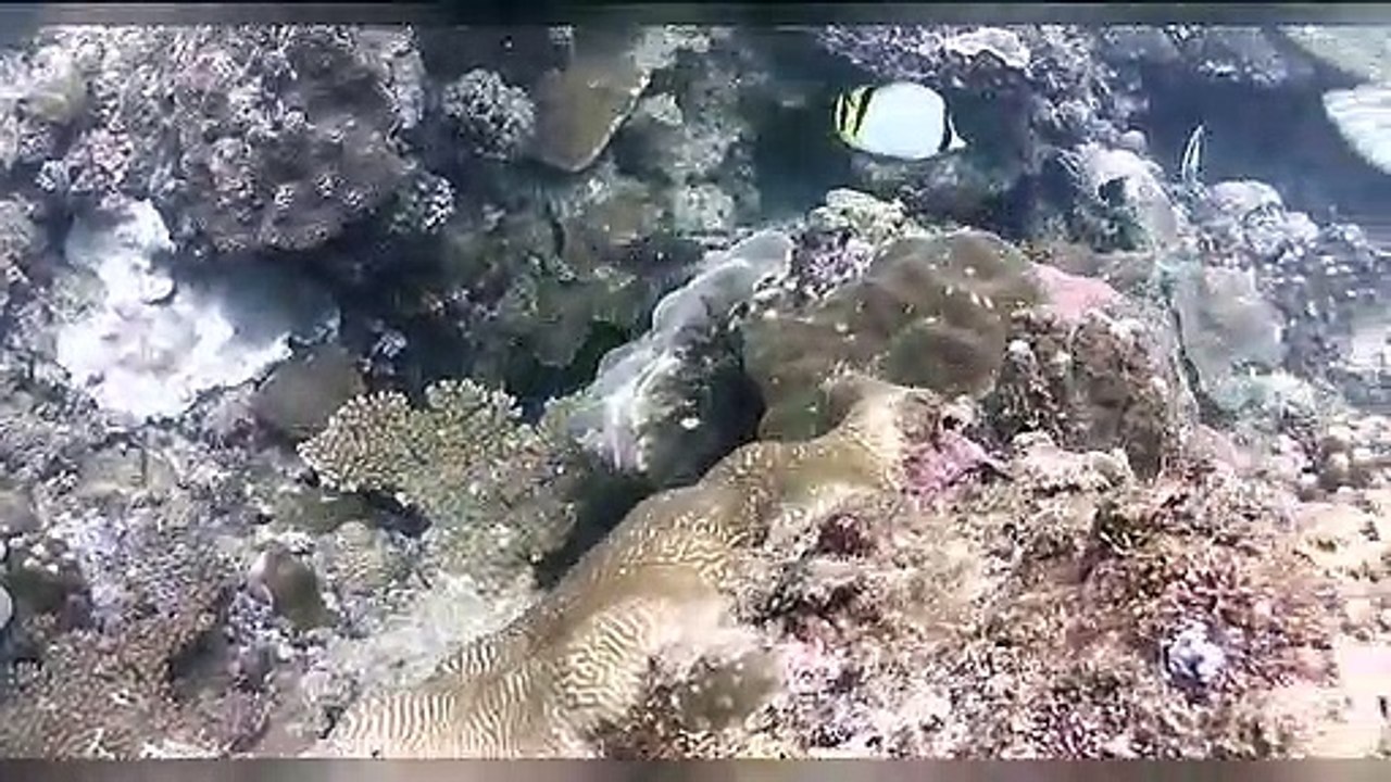 Diving