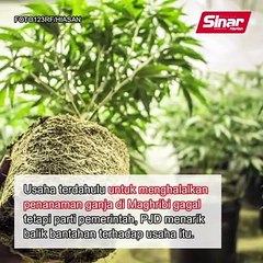 Maghribi benarkan ganja bagi perubatan
