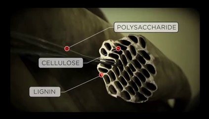 How Stuff Works - Timber
