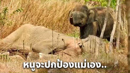 บีบหัวใจ ! แม่ช้างล้มลุกไม่ไหว ลูกน้อยเฝ้าใกล้ชิดไม่ห่าง ไม่ยอมให้ใครเข้าใกล้