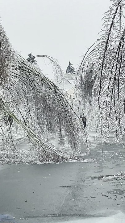 Frozen Trees Create Winter Wonderland