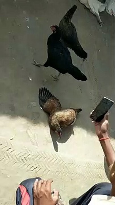 बाड़मेर में बर्ड फ्लू की आशंका से लोग चिंतित