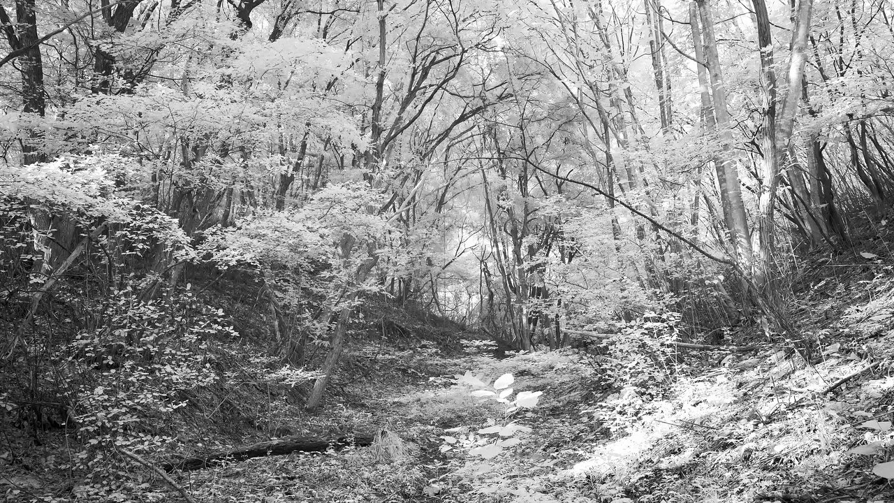 Infrared Videography #8