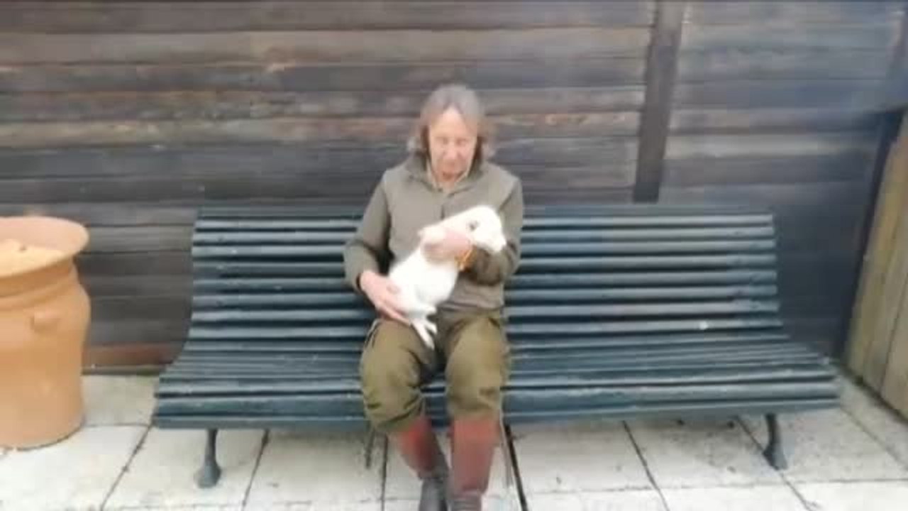 Nace en Sevilla el segundo león blanco español, el primero que va a sobrevivir