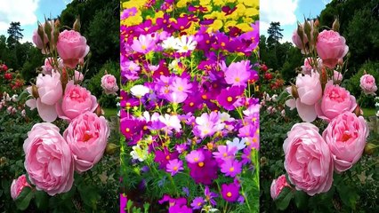 TODOS AMAN A ALGUIEN