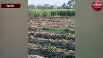 उत्तर प्रदेश के बिजनौर में खेतों में घूम रहा तेंदुआ देखें वीडियो