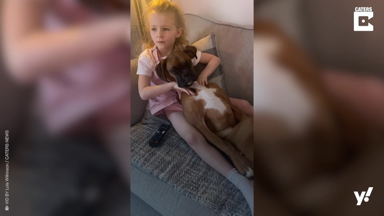 Hund wird massiert und schläft dabei ein